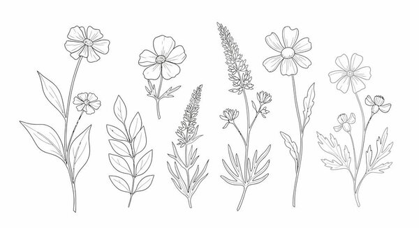 Коллекция художественных иллюстраций с различными полевыми цветами, листовыми стеблями и ботаническими элементами в деликатном, минималистском стиле.