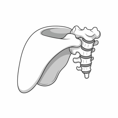 Kürek kemiğini ve omurgasını gösteren detaylı siyah-beyaz çizimler, eğitim veya tıbbi amaçlar için omuz ve omurganın kilit anatomik yapılarını vurguluyor..
