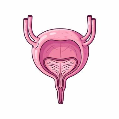 İnsan mesanesinin detaylı anatomik çizimi, iç yapısını ve bağlı boruları açık ve eğitici bir şekilde gösteriyor..