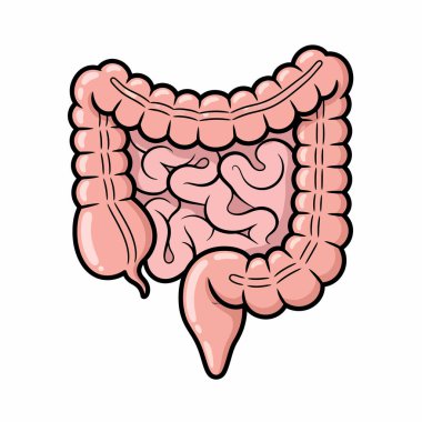 İnsan bağırsaklarının detaylı çizimi, kalın ve ince bağırsakları ve genel sindirim sistemi yapısını gözler önüne seriyor..