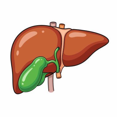 İnsan karaciğerini ve safra kesesini gösteren detaylı karikatür çizimleri sindirim sistemi içindeki anatomik yapılarını ve ilişkilerini vurguladı..