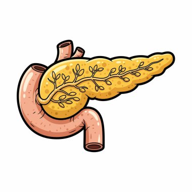 Ayrıntılı anatomik çizimler pankreas, duodenum ve ilgili kanalları gösteriyor, bunların birbirine bağlı yapısını ve sindirim sistemindeki işlevlerini vurguluyor.