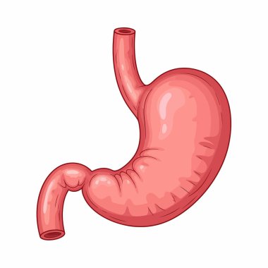 İnsan midesinin detaylı anatomik çizimi sindirim sisteminde yapısını ve işlevini gösteriyor..