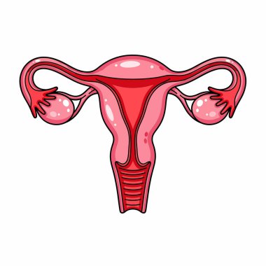 Dişi üreme sisteminin ayrıntılı çizimi, rahim, yumurtalıklar, fallop tüpleri ve rahim ağzı stilize edilmiş, anatomik bir şekilde gösteriliyor..