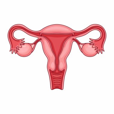 Dişi üreme sisteminin detaylı anatomik çizimi rahmi, fallop tüplerini ve yumurtalıkları açık ve bilgilendirici bir şekilde gösteriyor..