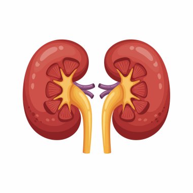İnsan böbreklerinin ayrıntılı çizimi, renal yapıyı damarlar, arterler ve eğitim amaçlı iç anatomi ile gözler önüne sermek.
