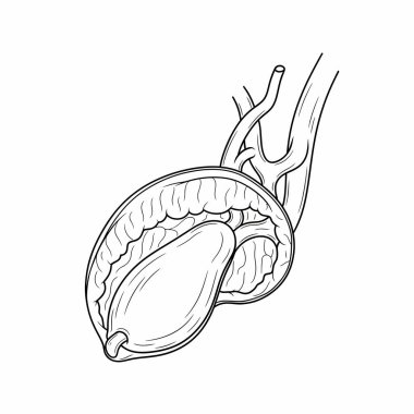 A detailed black and white anatomical illustration showcasing the structure of a human testicle, highlighting its internal components and vascular system.