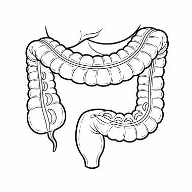 İnsan kolonunun anatomik yapısını gözler önüne seren, kıvrımlarını ve bölümlerini vurgulayan karmaşık siyah ve beyaz çizgiler..