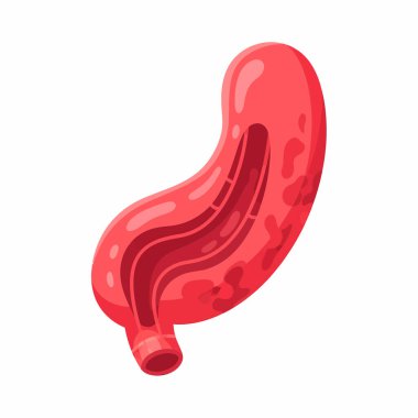 İnsan midesinde detaylı vektör çizimi, sindirim sisteminde anatomisini ve işlevini gösteriyor. Eğitim ve tıbbi içerik için ideal.