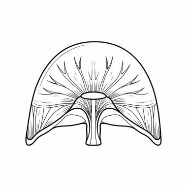 Diyaframı gösteren, yapısını ve işlevini solunum yoluyla vurgulayan siyah beyaz anatomik bir çizim..