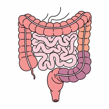 İnsan sindirim sistemini gösteren detaylı illüstrasyon, kolon ve bağırsakların altını çizmek, eğitim veya tıbbi bağlamlar için ideal.