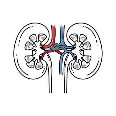 İnsan böbreklerinin detaylı bir çizimi, yapılarını, kan damarlarını ve iç anatomisini gösteriyor. Tıp eğitimi ve sağlıkla ilgili içerik için ideal.
