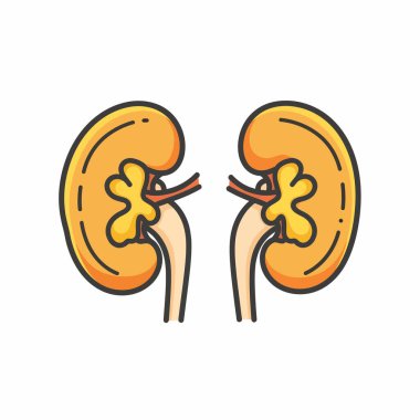İki insan böbreğinin yer aldığı renkli bir karikatür tarzı çizim. İlişkili damarları ve üreterleriyle birlikte, temiz beyaz bir arkaplan üzerine kurulmuş..