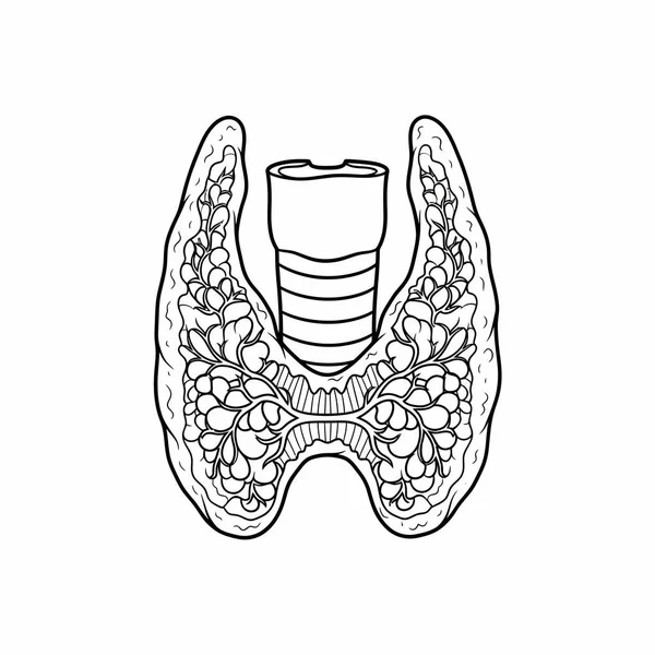 Soluk borusuna bağlı tiroid bezini gösteren karmaşık siyah beyaz çizgi, tıbbi illüstrasyon için anatomik detayları vurguluyor..