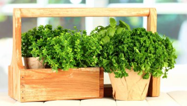 Tahta Sandıkta Taze Bitkiler, Parlak Aydınlık, Mutfağa Hazır 