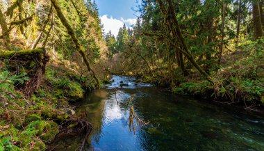 Clo Altında Berrak Yeşillikte Süzülen Huzurlu Orman Akıntısı