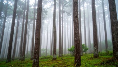 Puslu Orman Sahnesi Uzun Ağaçlar ve Yeşiller Altında
