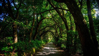 Bereketli Yeşil Orman tepe örtüsünde Güneş Işığı Yolu, Doğal T Oluşturur