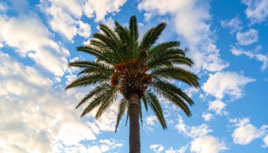 Mavi Gök ve Kabarık Beyaz Bulutlara Karşı Palmiye Ağacı Silueti