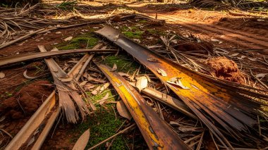 Orman zeminine saçılmış çürüyen palmiye yapraklarının yakın çekim görüntüsü doğal ışıkta desenli ve organik bir desen oluşturur..