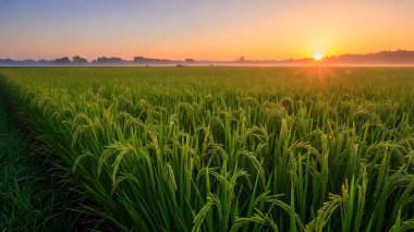 Büyüleyici bir gündoğumu yemyeşil çeltik tarlasını aydınlatıyor, tarımın güzelliğini ve doğanın dingin uyumunu gözler önüne seriyor..