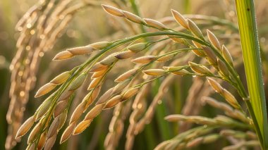 Altın pirinç tanelerinin detaylı bir görüntüsü, bir tarlada başarılı bir hasatın güzelliğini ve bolluğunu gözler önüne seriyor..