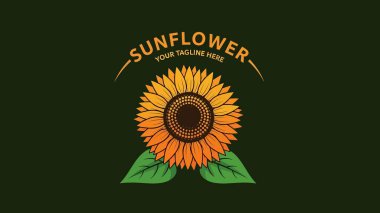 Parlak taç yaprakları ve koyu arkaplanda yeşil yaprakları olan bir ayçiçeği tasviri