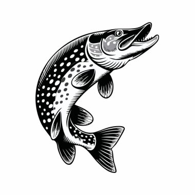 Bir alabalığın detaylı siyah-beyaz çizimi ana konu olarak form ve pulları vurguluyor.