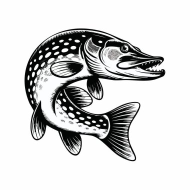 Kuzey turna balığının detaylı siyah beyaz çizimi