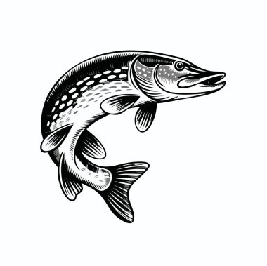 Yüzgeçlerine odaklanan ve ağzı açık olan, sıçrayışta olan bir balığın ayrıntılı siyah beyaz çizimi.