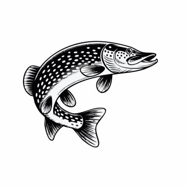 Sudan atlayan bir alabalığın ayrıntılı siyah beyaz çizimi yüzgeç pullarını ve ağzı çizgi sanatı tarzında gösteriyor.