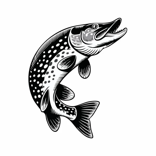 Bir alabalığın detaylı siyah-beyaz çizimi ana konu olarak form ve pulları vurguluyor.