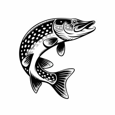 Atlayan alabalığın ayrıntılı siyah beyaz çizimi