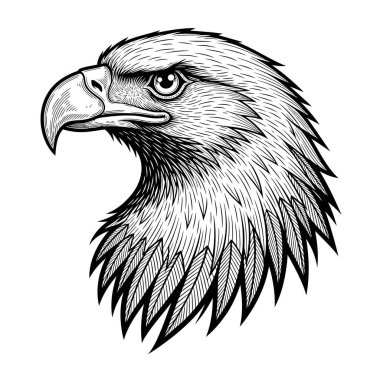 Keskin gagalı, keskin gözlü ve detaylı tüylü bir kartal başının tek renkli çizimi