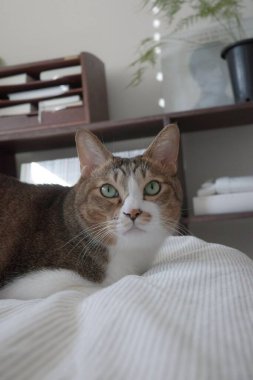 Parlak paltolu, neşeli kişilikli, güneşli bir yerde uzanan Endonezyalı bir evcil kedi. Evcil hayvan fotoğrafçılığı için mükemmel. Evdeki kedi arkadaşlarının cazibesini ve güzelliğini sergiliyor..