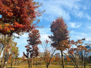 Autumn forest background. Bright color tree, red orange foliage in autumn park. Nature changes Yellow leaves in october season Basking in blue heart shape sky Weather sunny day