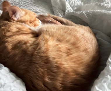 Parlak paltolu, neşeli kişilikli, güneşli bir yerde uzanan Endonezyalı bir evcil kedi. Evcil hayvan fotoğrafçılığı için mükemmel. Evdeki kedi arkadaşlarının cazibesini ve güzelliğini sergiliyor..