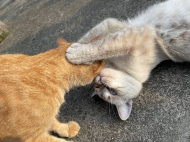 Çekici ve tombul Endonezya kedisi tüylü tüylü ve tuhaf bir ifadeyle açık havada şakacı bir şekilde geziniyor. Enerji ve neşe dolu, neşeli anları izlemekten hoşlanan kedi severler için mükemmel.!