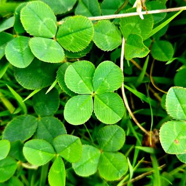 Canlı yeşil dört yapraklı yonca, şansı ve nadir güzelliği simgeliyor. Doğa, iyi talih ya da eşsiz bulgular için mükemmel. Olumlu ve çekici zamansız bir simge.