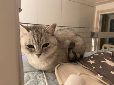 Yumuşak, tüylü, parlak ve meraklı gözlü sevimli beyaz kedi. Zarafet ve saflığın sembolü, evcil hayvan severler ve kedi meraklıları için mükemmel. Oyuncu, nazik ve karşı konulmaz derecede sevimli.!