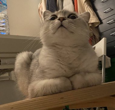 Yumuşak, tüylü, parlak ve meraklı gözlü sevimli beyaz kedi. Zarafet ve saflığın sembolü, evcil hayvan severler ve kedi meraklıları için mükemmel. Oyuncu, nazik ve karşı konulmaz derecede sevimli.!