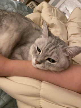 Yumuşak, tüylü, parlak ve meraklı gözlü sevimli beyaz kedi. Zarafet ve saflığın sembolü, evcil hayvan severler ve kedi meraklıları için mükemmel. Oyuncu, nazik ve karşı konulmaz derecede sevimli.!