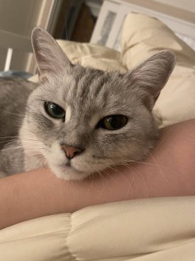 Yumuşak, tüylü, parlak ve meraklı gözlü sevimli beyaz kedi. Zarafet ve saflığın sembolü, evcil hayvan severler ve kedi meraklıları için mükemmel. Oyuncu, nazik ve karşı konulmaz derecede sevimli.!