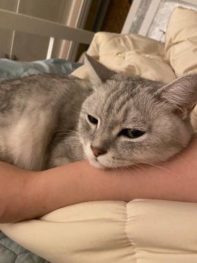 Yumuşak, tüylü, parlak ve meraklı gözlü sevimli beyaz kedi. Zarafet ve saflığın sembolü, evcil hayvan severler ve kedi meraklıları için mükemmel. Oyuncu, nazik ve karşı konulmaz derecede sevimli.!