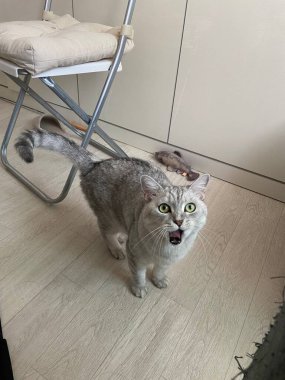 Yumuşak, tüylü, parlak ve meraklı gözlü sevimli beyaz kedi. Zarafet ve saflığın sembolü, evcil hayvan severler ve kedi meraklıları için mükemmel. Oyuncu, nazik ve karşı konulmaz derecede sevimli.!