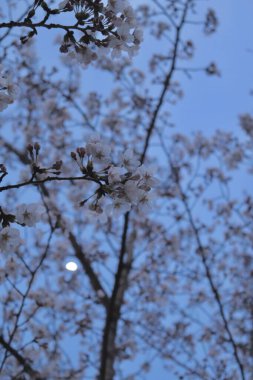 Çiçek açmış kiraz çiçekleri ince pembe ve beyaz taç yaprakları sergiliyor. Serin manzaralar ve mevsimsel kutlamalar için mükemmel bir yenilenme ve geçici güzellik sembolü..