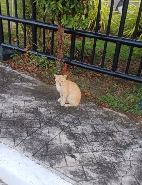 Çekici ve tombul Endonezya kedisi tüylü tüylü ve tuhaf bir ifadeyle açık havada şakacı bir şekilde geziniyor. Enerji ve neşe dolu, neşeli anları izlemekten hoşlanan kedi severler için mükemmel.!