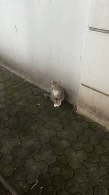 Çekici ve tombul Endonezya kedisi tüylü tüylü ve tuhaf bir ifadeyle açık havada şakacı bir şekilde geziniyor. Enerji ve neşe dolu, neşeli anları izlemekten hoşlanan kedi severler için mükemmel.!