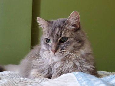 Parlak ceketli, neşeli kişilikli, güneşli bir yerde uzanan bir kedi. Evcil hayvan fotoğrafçılığı için mükemmel. Evdeki kedi arkadaşlarının cazibesini ve güzelliğini sergiliyor..