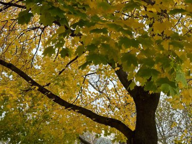 Kırmızı, turuncu ve sarı renkli akçaağaç yaprakları sonbahar yapraklarının güzelliğini gözler önüne seriyor. Doğa temaları ve mevsimsel ilham için ideal.